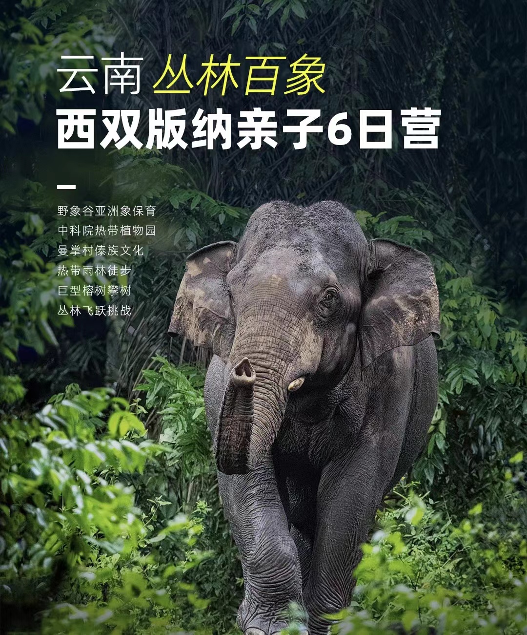 【五一/暑假亲子营】中国云南西双版纳 | 亚洲象保育，探秘北纬21°原始热带雨林，全方位领略动植物自然人文奇迹！
